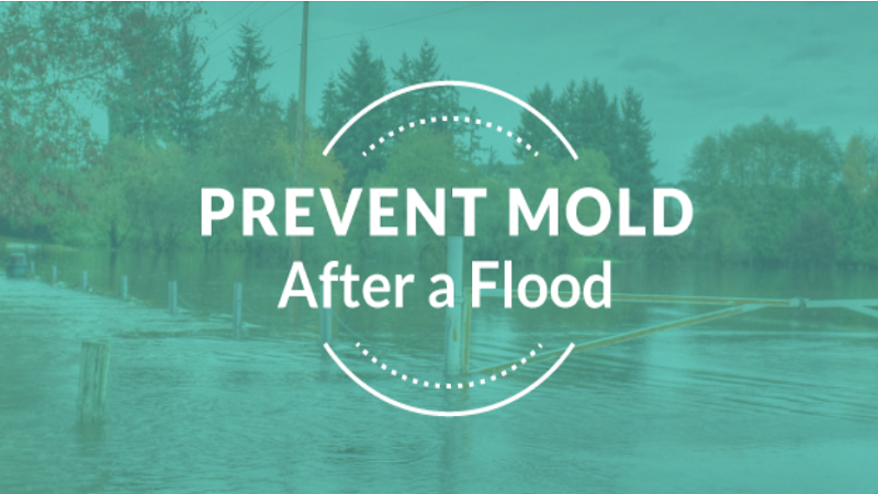 Mold Prevention After Flooding