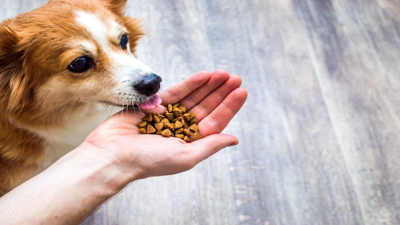 Top Reasons to Invest in the Premium Human-Grade Dog Food for Your Pet